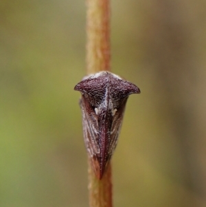 Acanthuchus trispinifer at Aranda Bushland - 3 Dec 2023