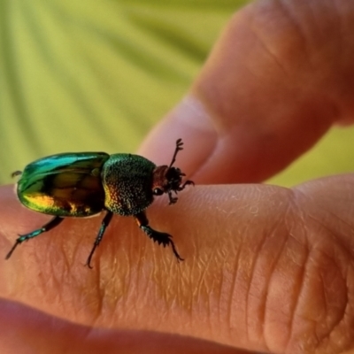 Lamprima aurata (Golden stag beetle) at Wanniassa, ACT - 6 Dec 2023 by pixelnips