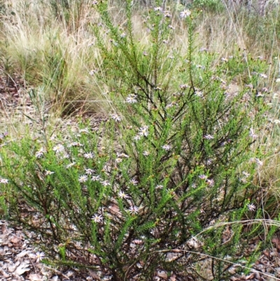 Olearia tenuifolia (Narrow-leaved Daisybush) at Belconnen, ACT - 3 Dec 2023 by CathB