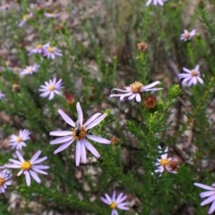 Olearia tenuifolia at Aranda Bushland - 3 Dec 2023 02:24 PM