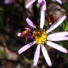 Ichneumonidae (family) (Unidentified ichneumon wasp) at Belconnen, ACT - 3 Dec 2023 by CathB