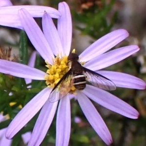 Villa sp. (genus) at Aranda Bushland - 3 Dec 2023