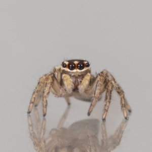 Maratus griseus at QPRC LGA - suppressed