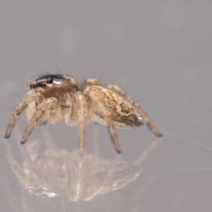 Maratus griseus at QPRC LGA - suppressed