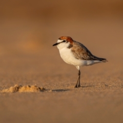 Anarhynchus ruficapillus (Red-capped Plover) at Tathra, NSW - 6 Dec 2023 by trevsci