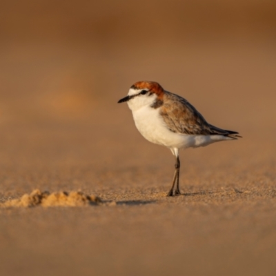 Anarhynchus ruficapillus (Red-capped Plover) at Tathra, NSW - 6 Dec 2023 by trevsci