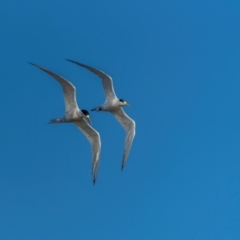 Thalasseus bergii (Crested Tern) at Tathra, NSW - 5 Dec 2023 by trevsci