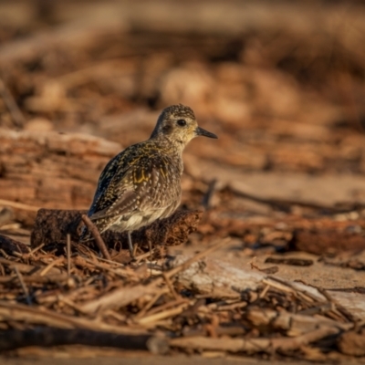 Pluvialis fulva (Pacific Golden-Plover) at Tathra, NSW - 5 Dec 2023 by trevsci