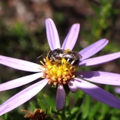 Lasioglossum (Chilalictus) sp. (genus & subgenus) (Halictid bee) at Aranda Bushland - 3 Dec 2023 by CathB