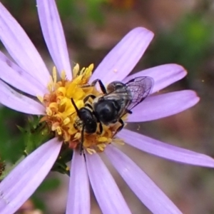 Lasioglossum (Chilalictus) sp. (genus & subgenus) at Aranda Bushland - 3 Dec 2023