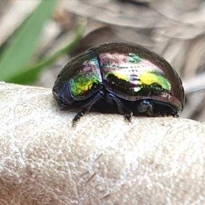 Callidemum hypochalceum (Hop-bush leaf beetle) at Rugosa - 6 Dec 2023 by SenexRugosus