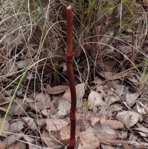 Dipodium roseum at Aranda Bushland - 3 Dec 2023