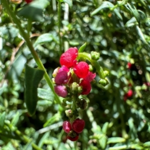 Einadia nutans at Mount Ainslie - 6 Dec 2023