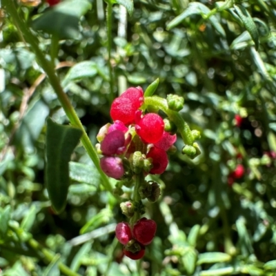 Einadia nutans (Climbing Saltbush) at Mount Ainslie - 6 Dec 2023 by Pirom