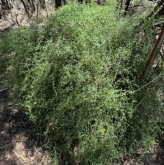 Einadia nutans at Mount Ainslie - 6 Dec 2023