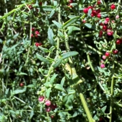 Einadia nutans at Mount Ainslie - 6 Dec 2023