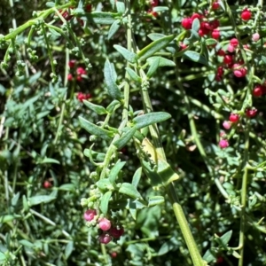 Einadia nutans at Mount Ainslie - 6 Dec 2023