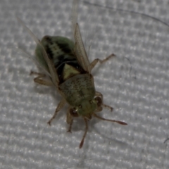 Germalus victoriae (A seed bug) at Pinnacle NR (PIN) - 4 Dec 2023 by AlisonMilton