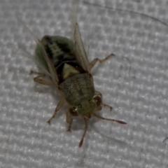 Germalus victoriae (A seed bug) at The Pinnacle - 4 Dec 2023 by AlisonMilton