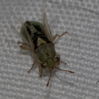 Germalus victoriae (A seed bug) at Pinnacle NR (PIN) - 4 Dec 2023 by AlisonMilton