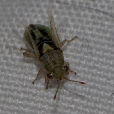 Germalus victoriae (A seed bug) at The Pinnacle - 5 Dec 2023 by AlisonMilton