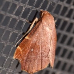 Heterorta plutonis (A Noctuid moth (Acontiinae) at QPRC LGA - 6 Dec 2023 by DianneClarke