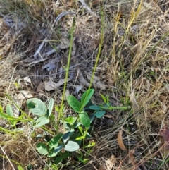 Oxytes brachypoda (Large Tick-trefoil) at Belconnen, ACT - 6 Dec 2023 by sangio7