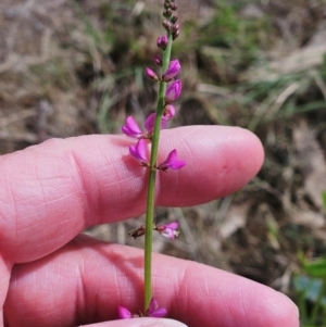 Oxytes brachypoda at The Pinnacle - 7 Dec 2023