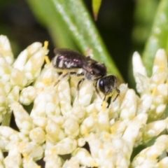 Lasioglossum (Chilalictus) sp. (genus & subgenus) (Halictid bee) at Pinnacle NR (PIN) - 4 Dec 2023 by AlisonMilton