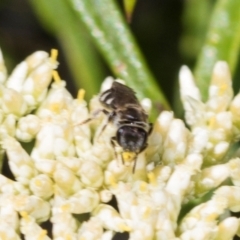 Lasioglossum (Chilalictus) sp. (genus & subgenus) at Pinnacle NR (PIN) - 5 Dec 2023 10:03 AM