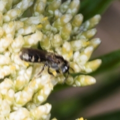 Lasioglossum (Chilalictus) sp. (genus & subgenus) at Pinnacle NR (PIN) - 5 Dec 2023