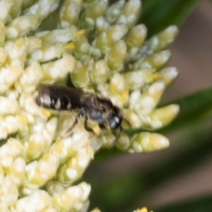 Lasioglossum (Chilalictus) sp. (genus & subgenus) at Pinnacle NR (PIN) - 5 Dec 2023 10:03 AM