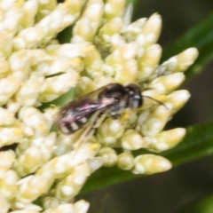 Lasioglossum (Chilalictus) sp. (genus & subgenus) at Pinnacle NR (PIN) - 5 Dec 2023 10:03 AM