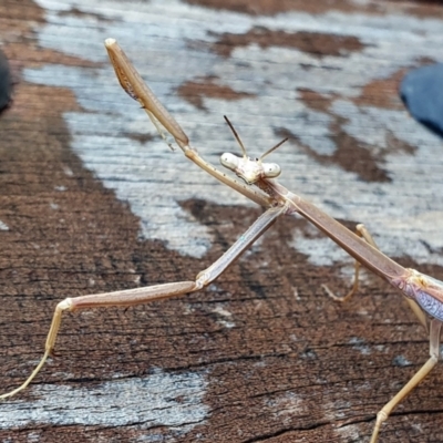 Archimantis sp. (genus) at Yass River, NSW - 5 Dec 2023 by SenexRugosus