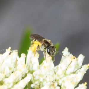 Lasioglossum (Chilalictus) sp. (genus & subgenus) at Pinnacle NR (PIN) - 5 Dec 2023