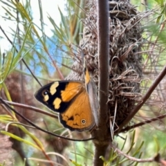 Heteronympha merope (Common Brown Butterfly) at GG182 - 5 Dec 2023 by KMcCue