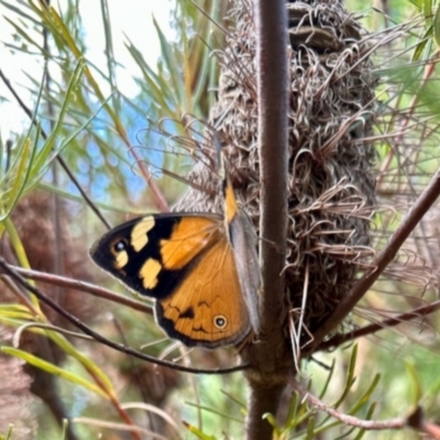 Heteronympha merope (Common Brown Butterfly) at Aranda, ACT - 5 Dec 2023 by KMcCue