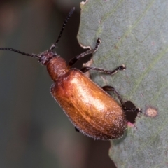Ecnolagria grandis (Honeybrown beetle) at Hawker, ACT - 4 Dec 2023 by AlisonMilton