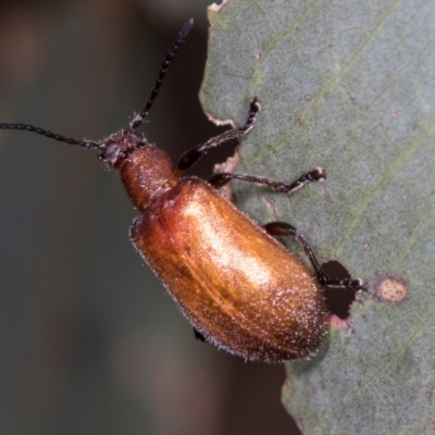 Ecnolagria grandis (Honeybrown beetle) at The Pinnacle - 5 Dec 2023 by AlisonMilton