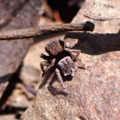 Unidentified Spider (Araneae) at Chiltern, VIC - 19 Oct 2023 by CathB