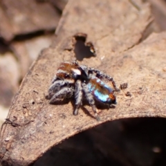 Maratus calcitrans at Chiltern, VIC - 19 Oct 2023 by CathB