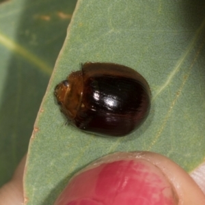 Paropsisterna cloelia at The Pinnacle - 5 Dec 2023 08:12 AM