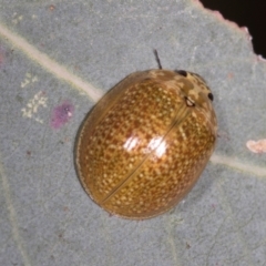 Paropsisterna cloelia at The Pinnacle - 5 Dec 2023 08:12 AM