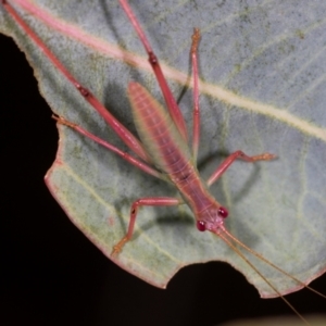 Caedicia simplex at The Pinnacle - 5 Dec 2023 08:12 AM