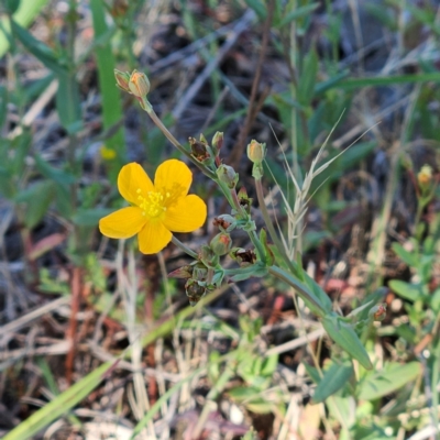 Hypericum gramineum (Small St Johns Wort) at Belconnen, ACT - 5 Dec 2023 by sangio7