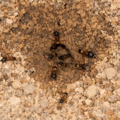Camponotus consobrinus (Banded sugar ant) at The Pinnacle - 4 Dec 2023 by AlisonMilton