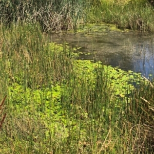 Marsilea mutica at Watson, ACT - suppressed