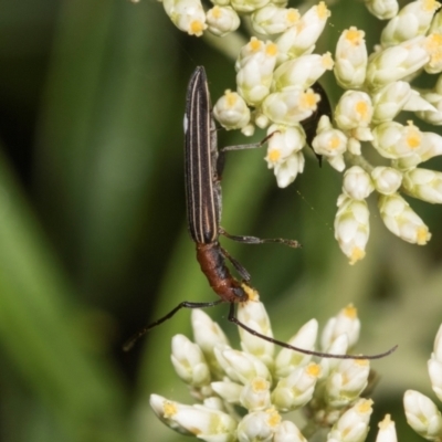 Syllitus microps (Longicorn or Longhorn beetle) at Belconnen, ACT - 4 Dec 2023 by AlisonMilton