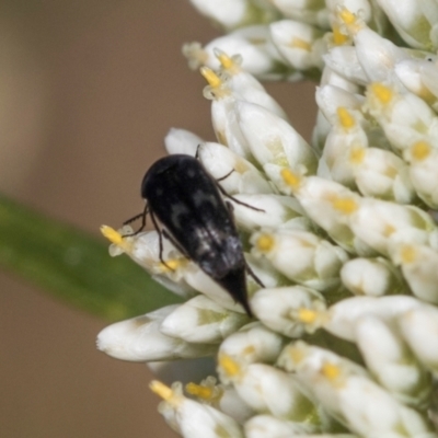 Mordella sp. (genus) (Pintail or tumbling flower beetle) at Belconnen, ACT - 5 Dec 2023 by AlisonMilton