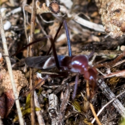 Unidentified True bug (Hemiptera, Heteroptera) at The Pinnacle - 4 Dec 2023 by AlisonMilton